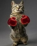 pic for Boxing Cat